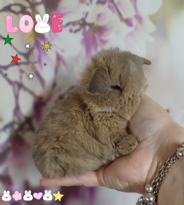 Kroliczki mini lop miniaturka hodowla zarejestrowana