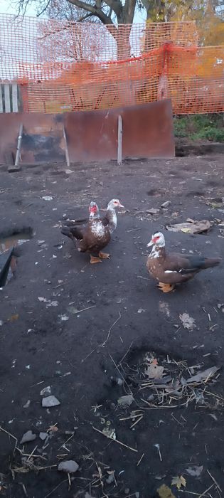 Kaczka Francuzką do sprzedania