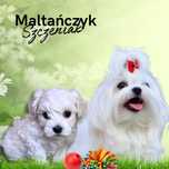 Maltańczyk linia korea