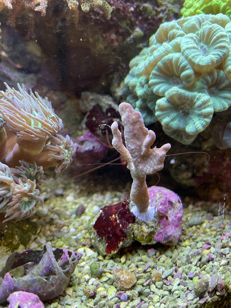 Montipora digitata czerwona. Koralowiec. Akwarium morskie