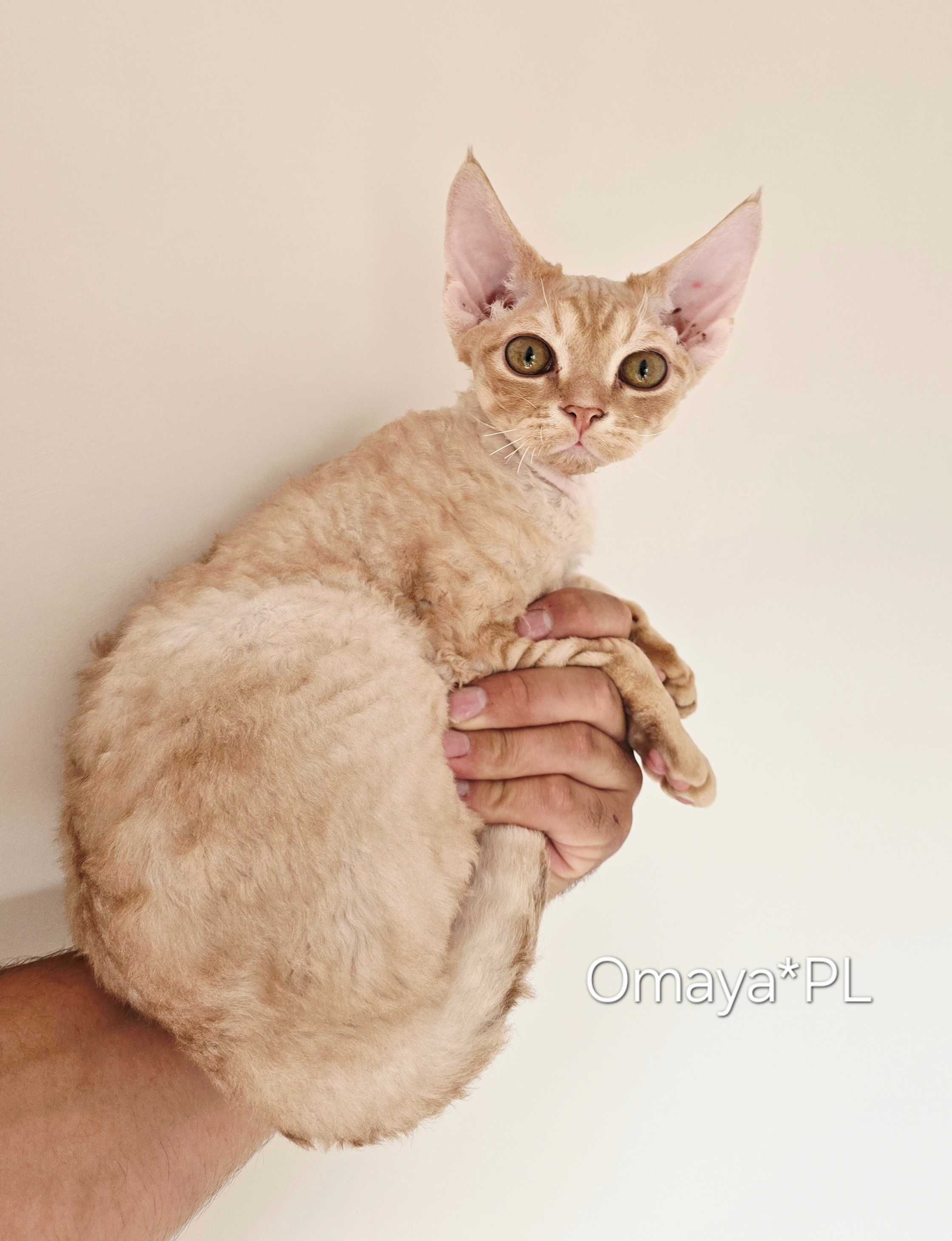 Damon Wolf Omaya PL - łobuziak rasy Devon Rex