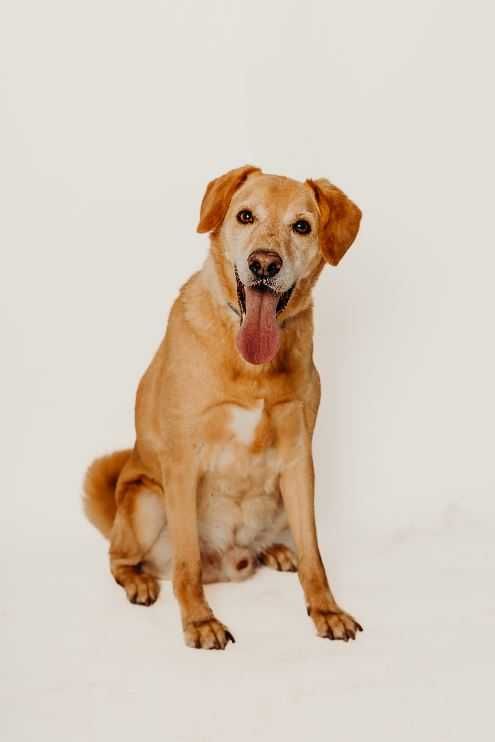 Goldi poleca się do adopcji!!!