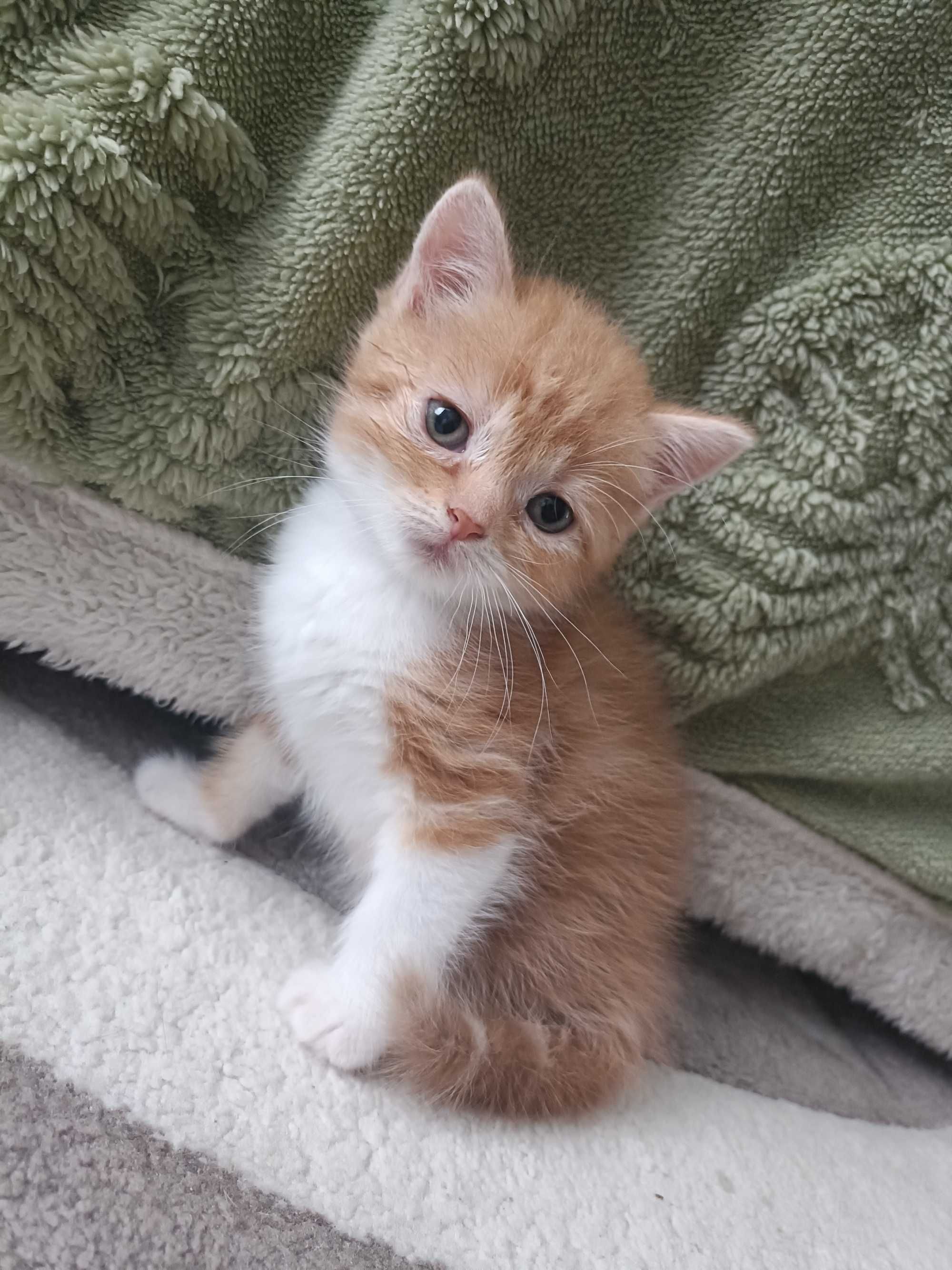 Котеня в добрі руки