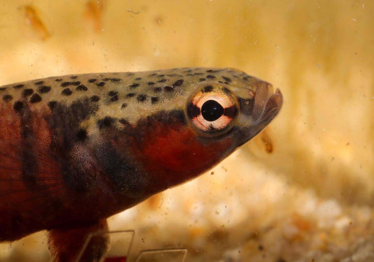 Betta Albimarginata - Malinau