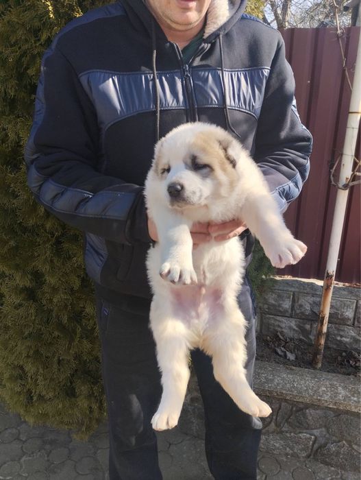 Продам цуценят Алабая