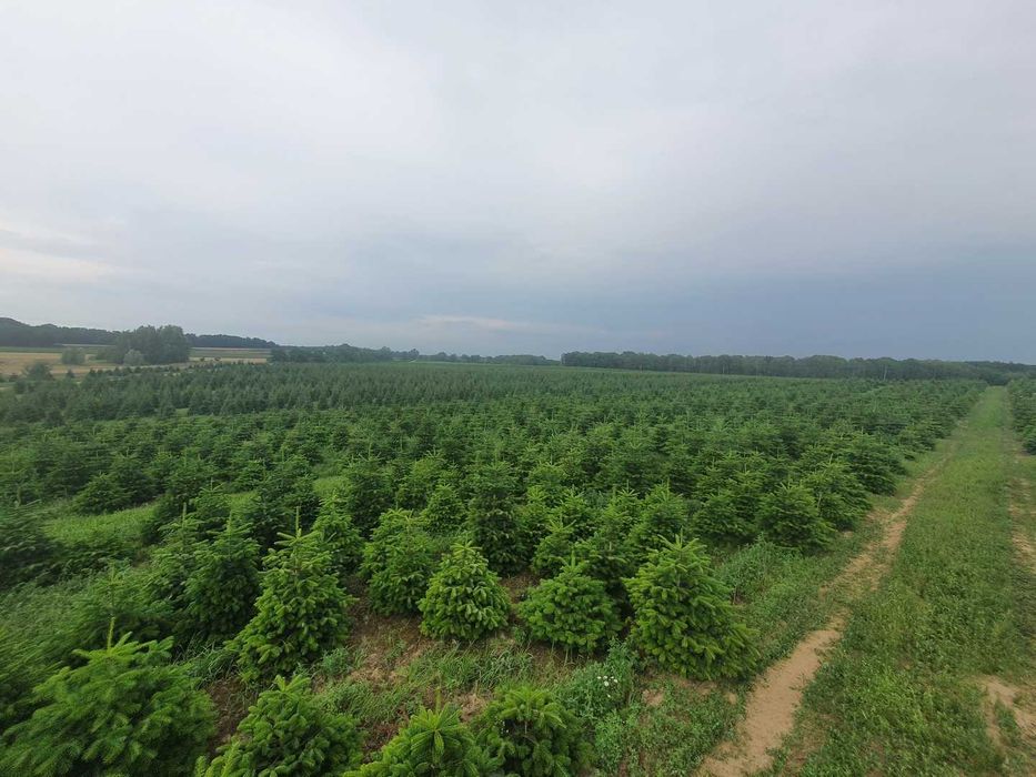 Jodła Kaukaska Cięta  150 - 175 cm / w donicy - Plantacja TuChoinki.pl