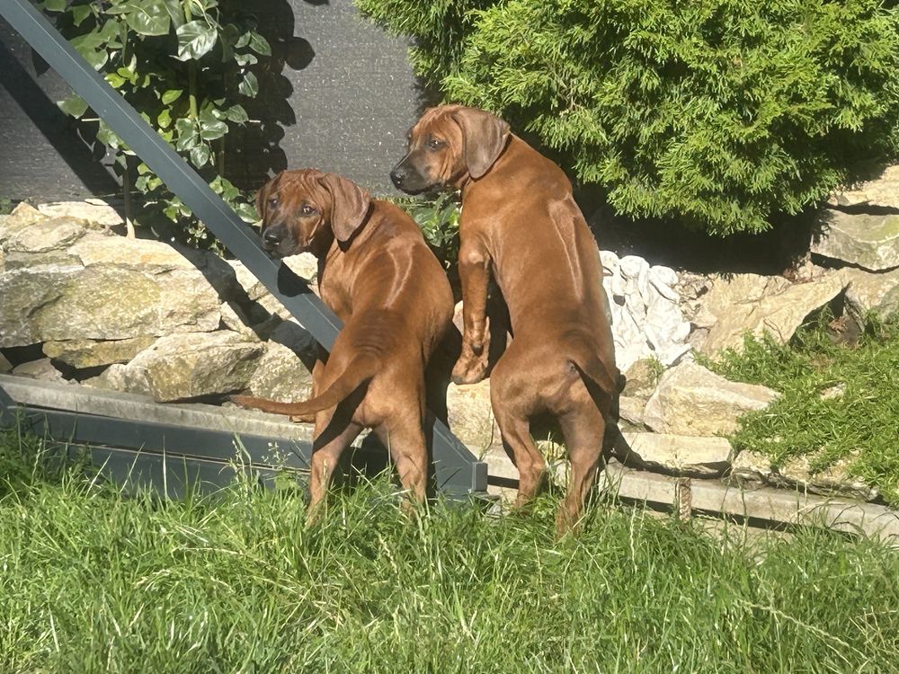 Rhodesian ridgeback - dwie ostatnie suczki