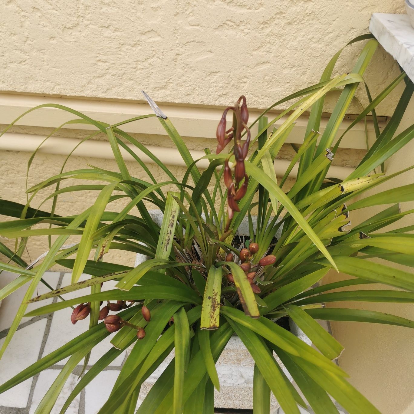 Orquídeas com vaso