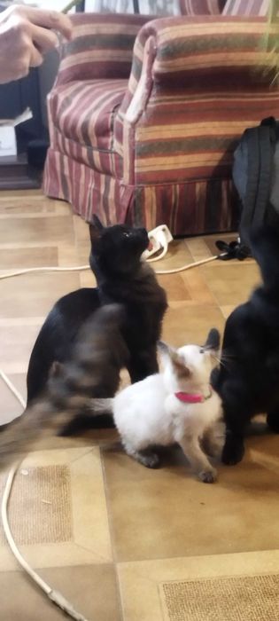 Gatos  para adoção