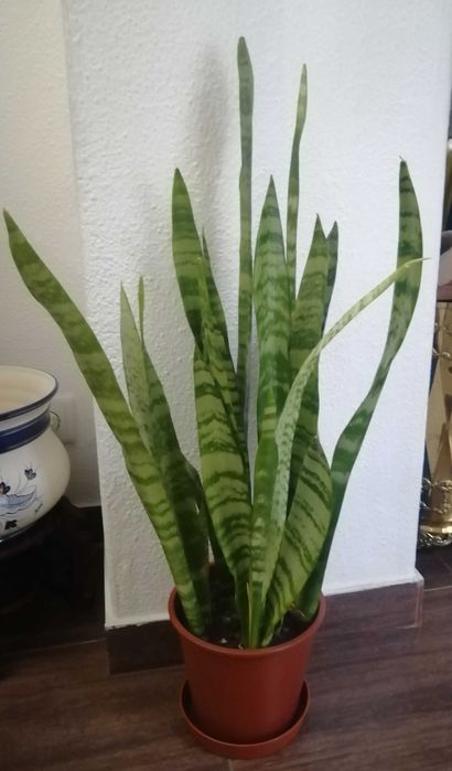 Planta natural espada de São Jorge grande