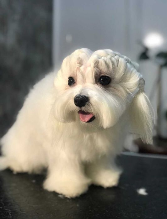 Хлопчик шукає дівчинку