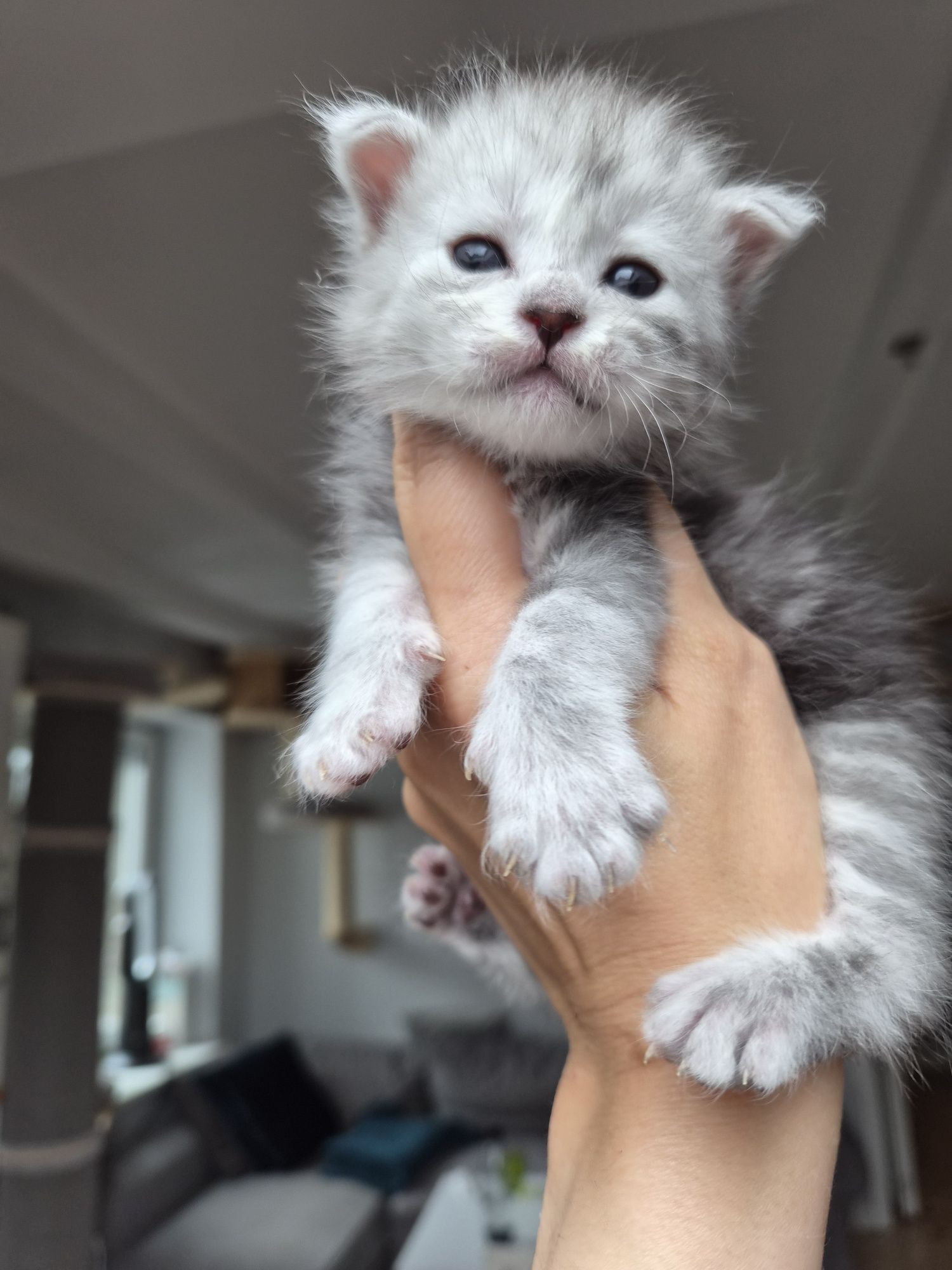 Kotka Maine coon od behawiorysty srebrna pale po championie shaded lin