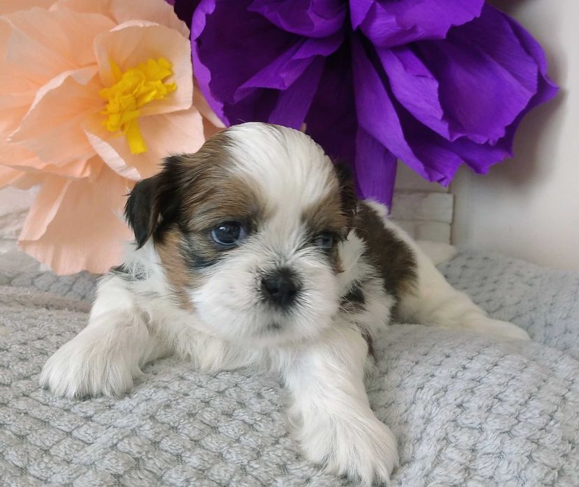 Shih Tzu pies szczeniak Leon idealny rodowodowy
