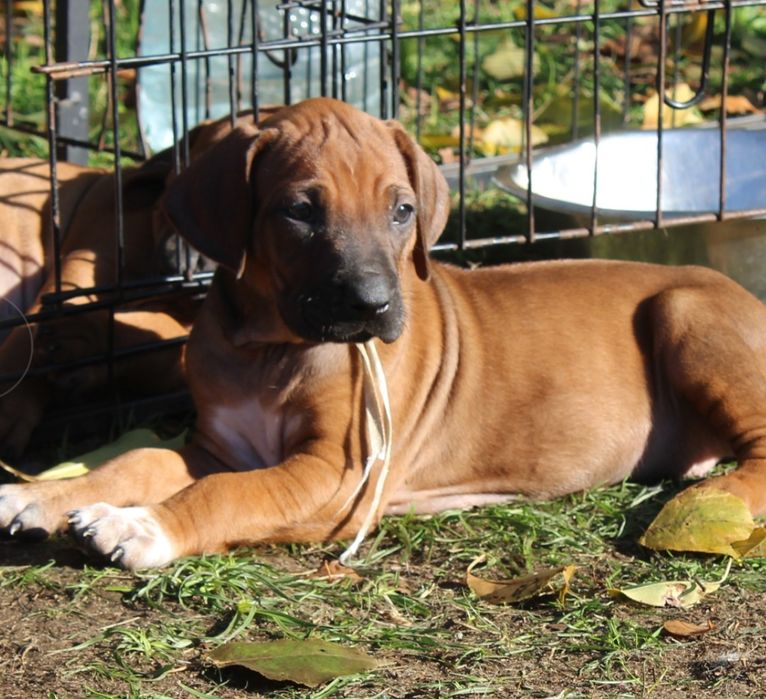 Rhodesian Ridgeback-suczka