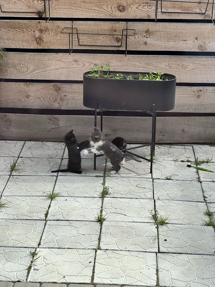 УНІКАЛЬНА пропозиція! Котенята - free!