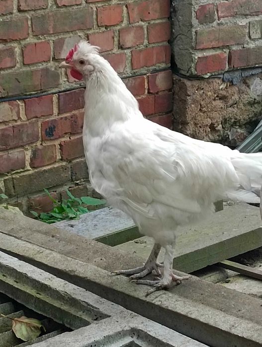Kogut młody z czerwca