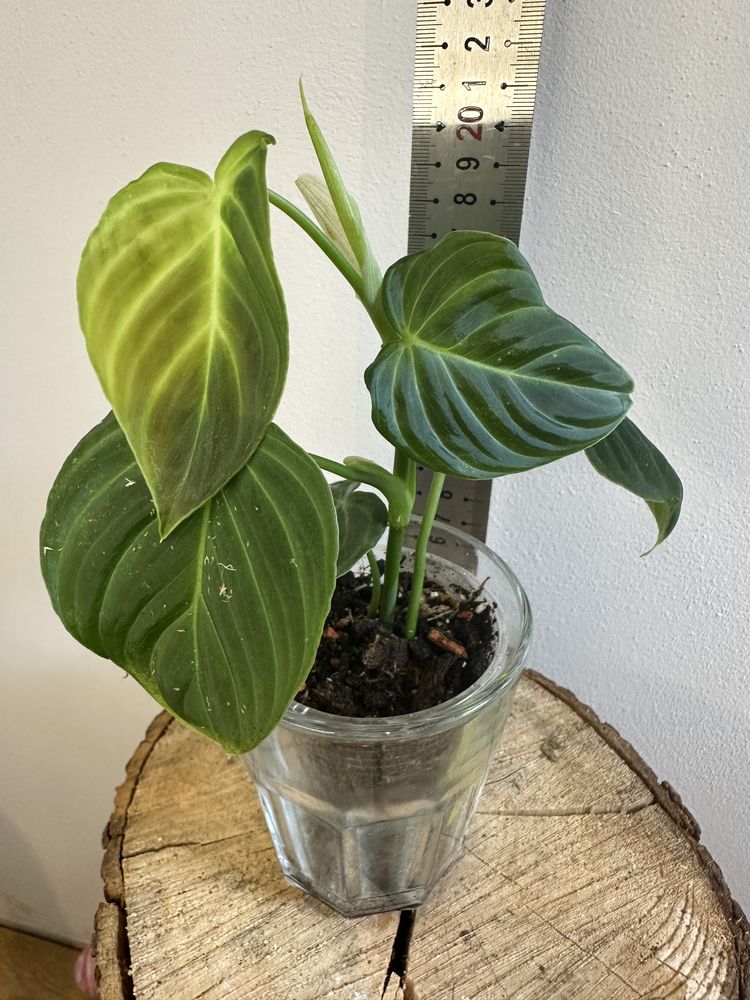 Філодендрон Philodendron Splendid
