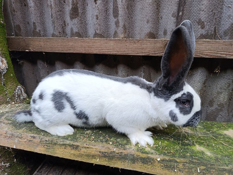 Królik Olbrzym Srokacz Niebieski OSN