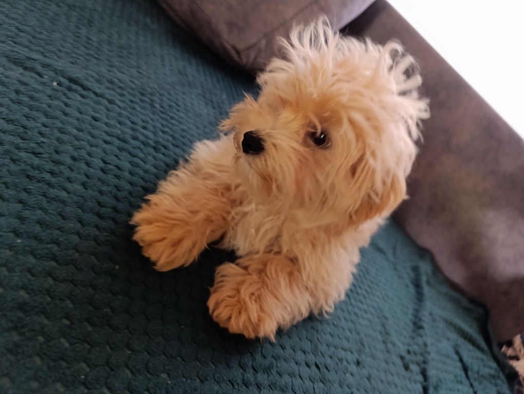 Maltipoo cudowna suczka