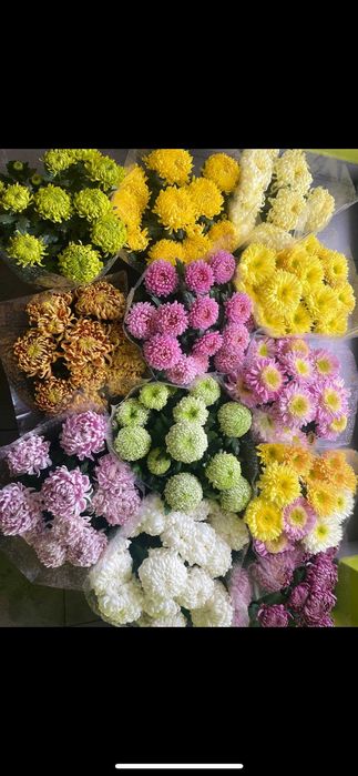 Chryzantemy, chryzantema, szeroki wybór