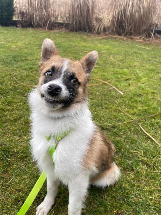 Pies do adopcji,cudowny uśmiechnięty piesek