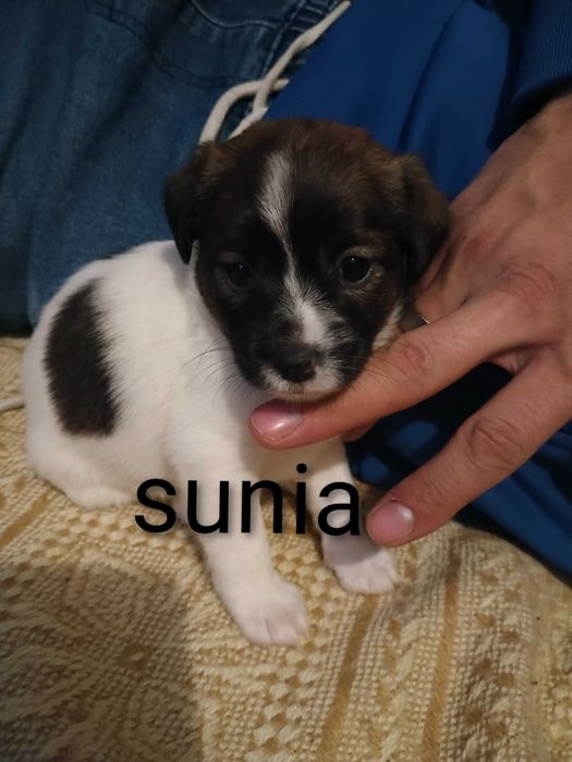 Pieski za darmo do oddania