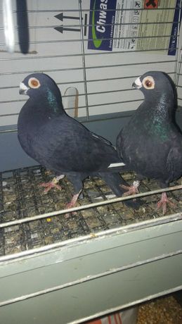 Brodawczaki golebie
