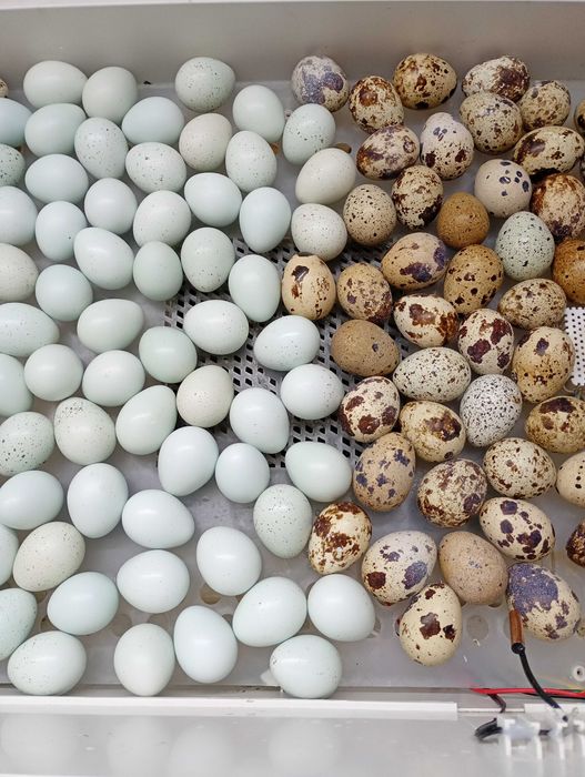 Jajka lęgowe przepiórki celadon 40szt