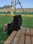 Chow Chow suka czarna