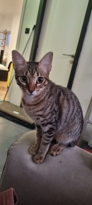 Doa-se duas gatinhas