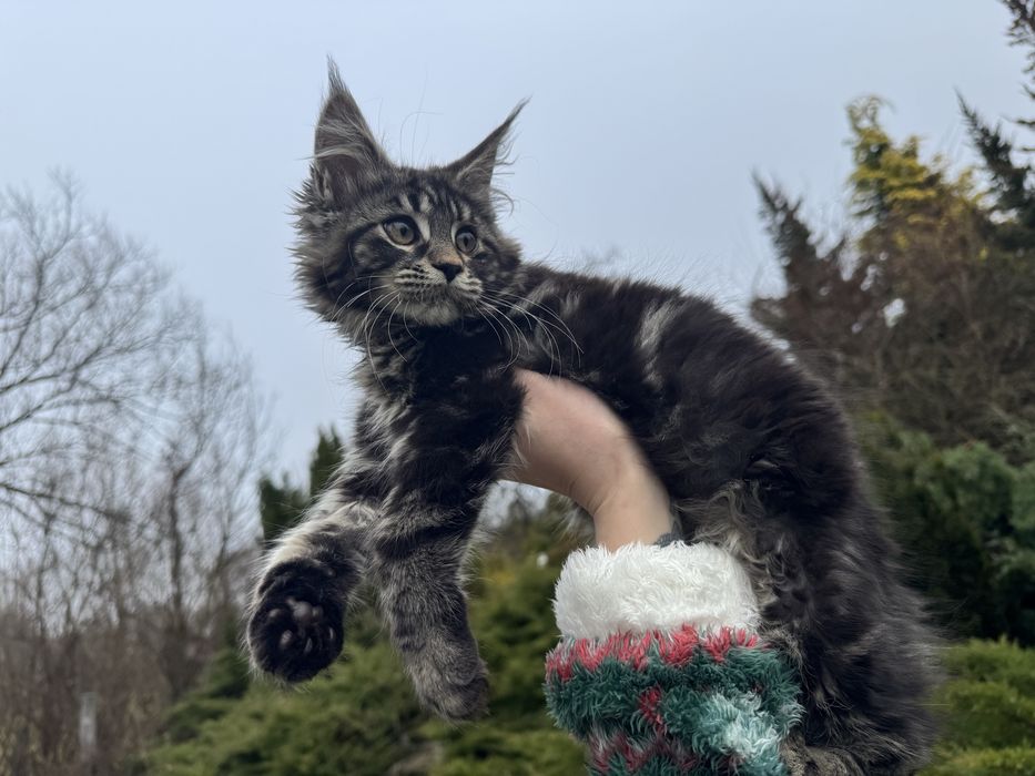 Мейн-Кун Девочка ,мальчики в цвете Black Tabby ,котята