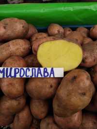 Продам насіннєву картоплю урожайних сортів