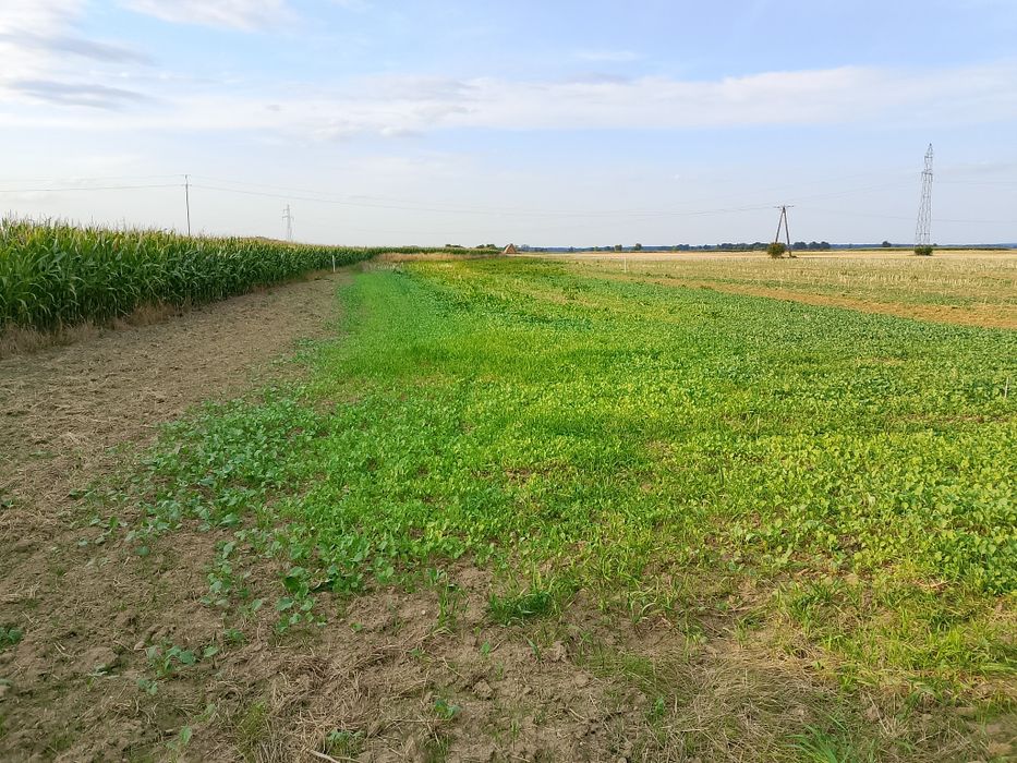 Działka budowlana 12 arów