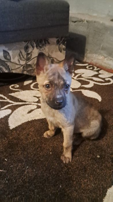 Віддам собаку в добрі руки (дівчинка)