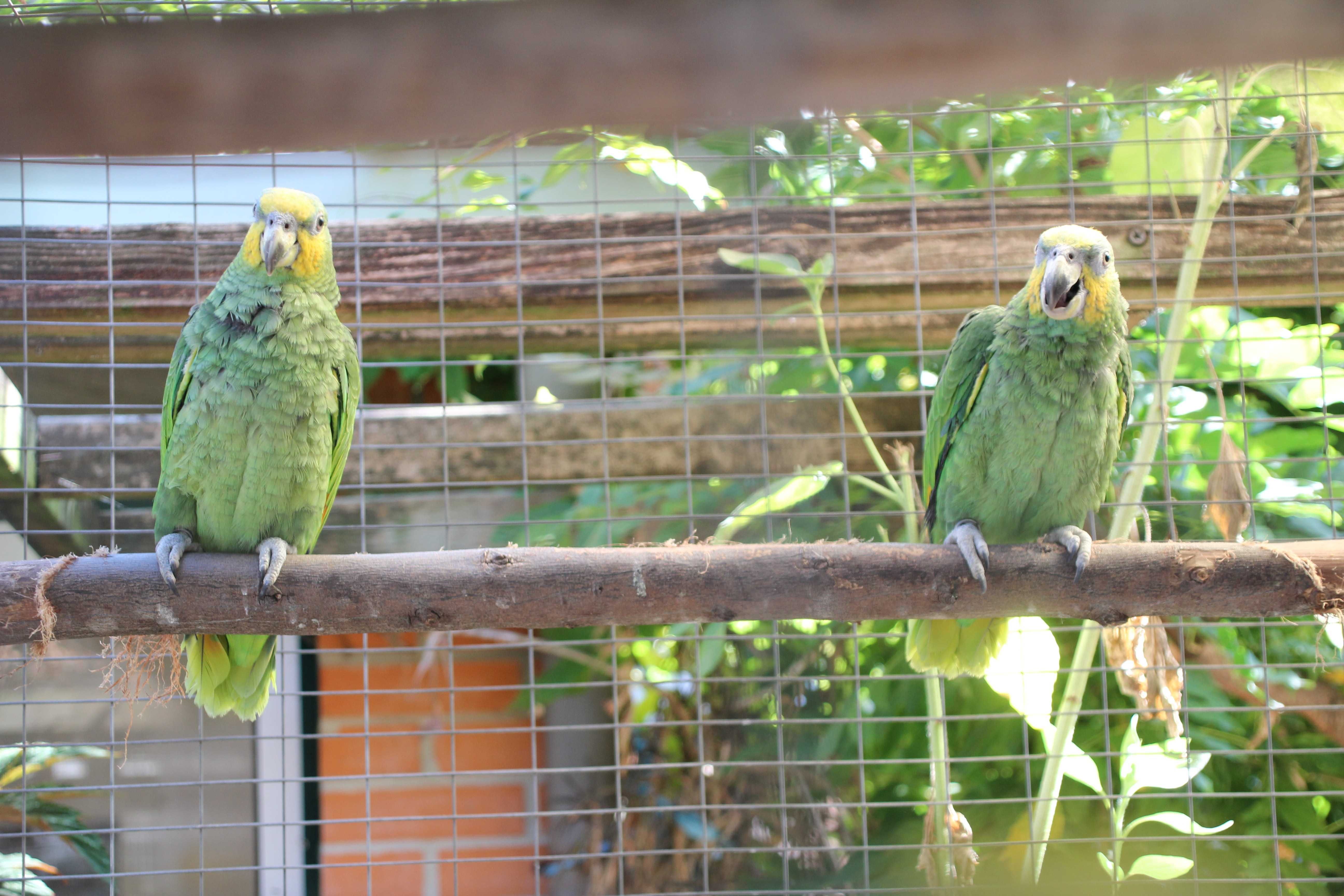Papagaios amazonas amazónicos