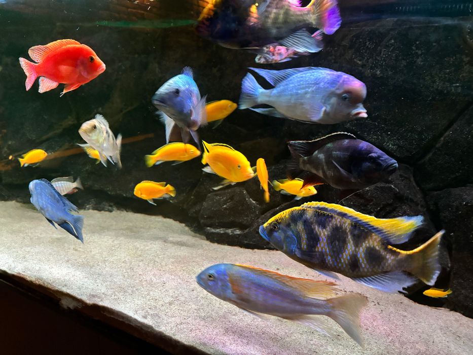 Akwarium / Rybki - Pyszczaki  z jeziora Malawi