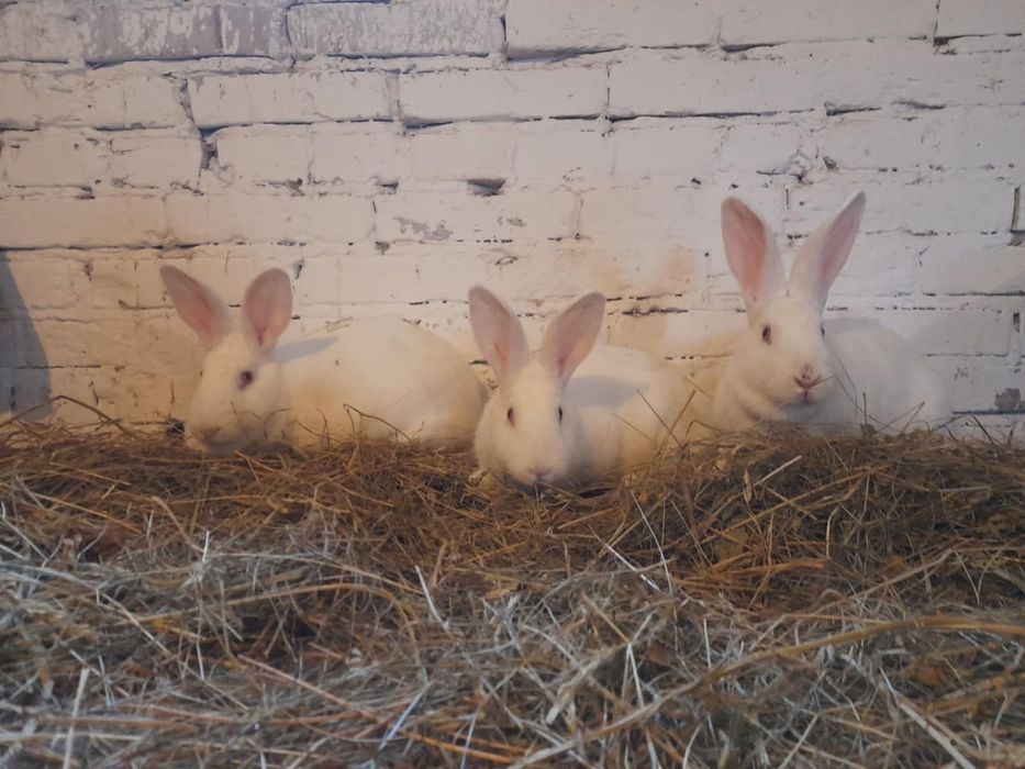 Króliki Wiedeńskie - białe