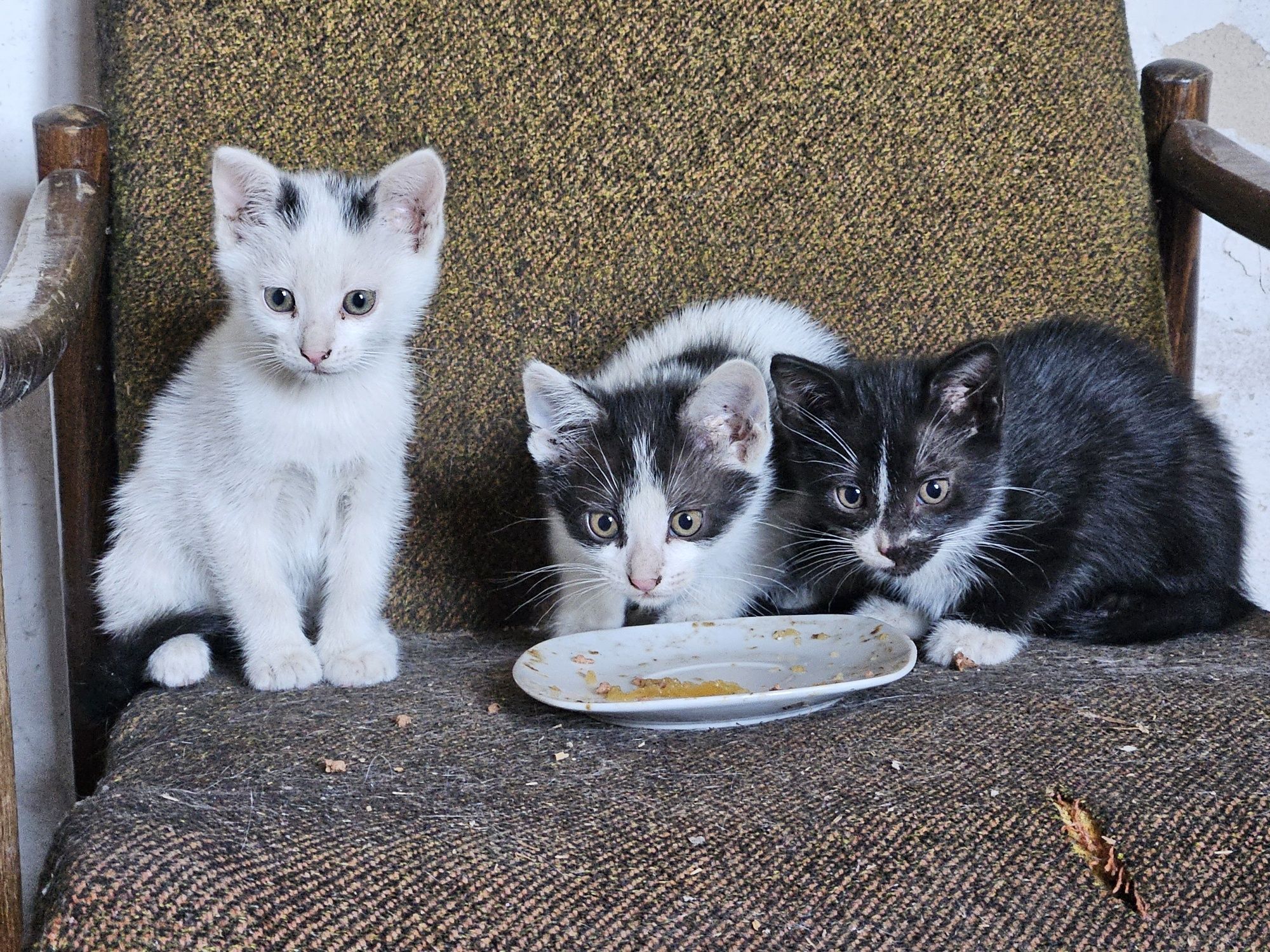 3 Koty do oddania