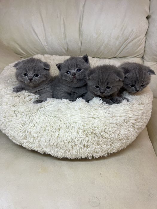 Британські блакитні кошенята