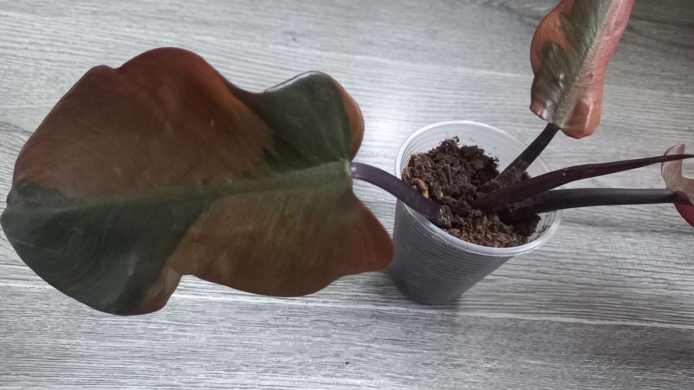 Филодендрон Блек кардинал варіаг