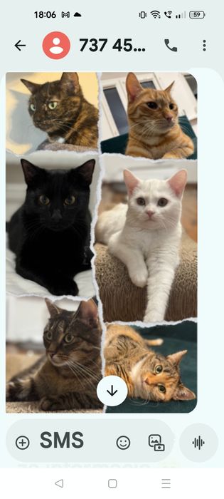 Pielęgnacja strzyżenia psów i kotów