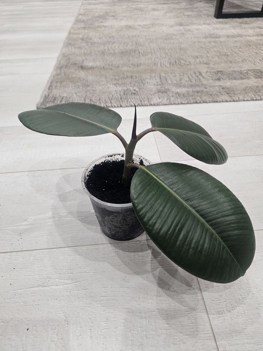 Фікус кімнатний велике листя