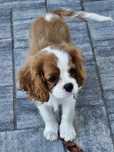 Cavalier King Charles Spaniel ZKwP