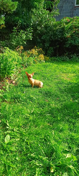 Chihuahua sunieczka