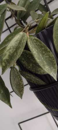 1. Hoya Thomsonii SPLASH - mechate listki - rzadkość , kolekcjonerska