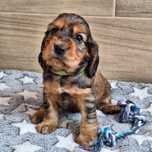 Piesek cocker spaniel angielski