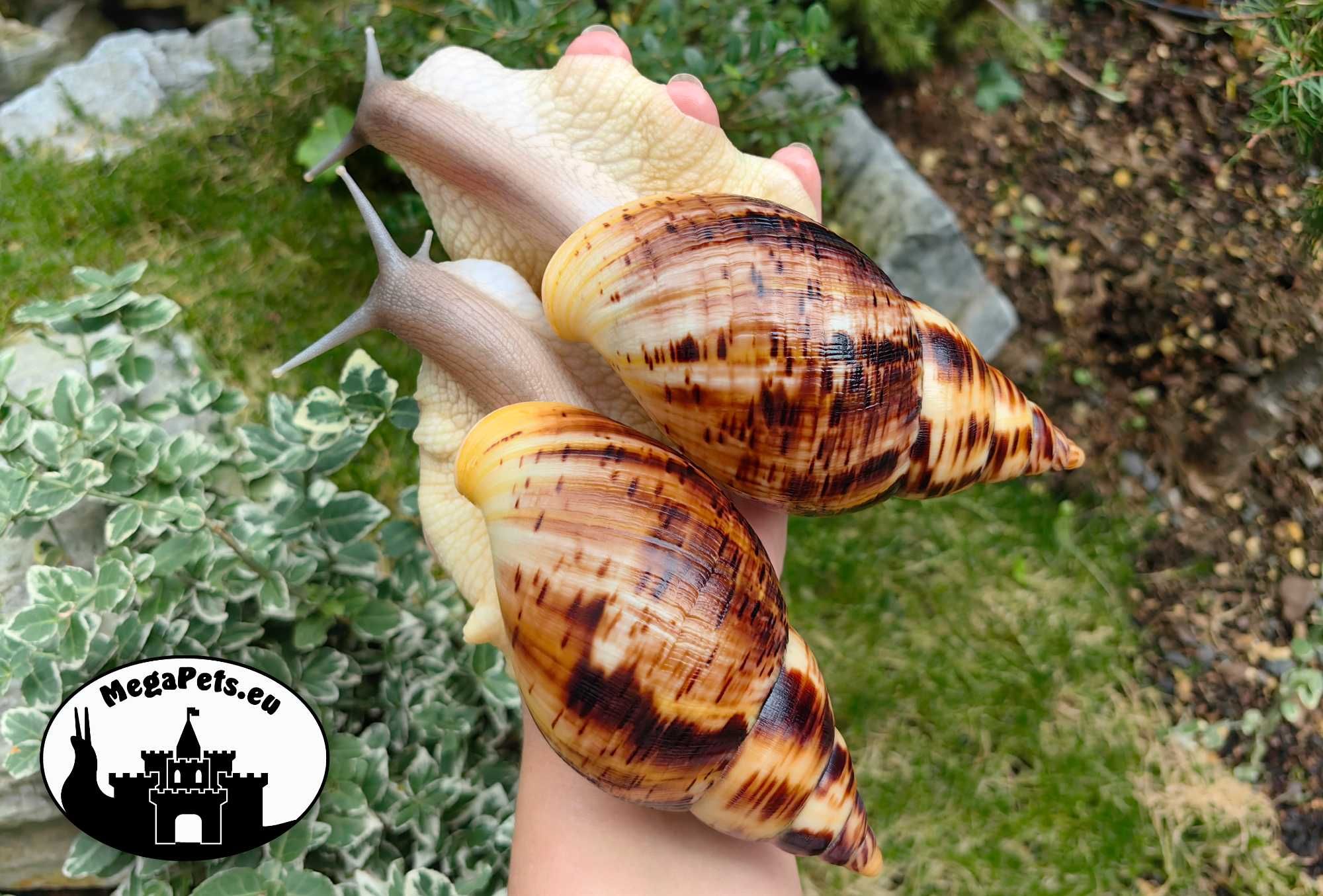 Ślimaki afrykańskie Lissachatina reticulata Achatina Archachatina