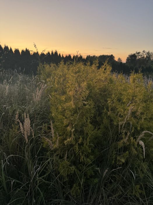 Thuja Likwidacja szkółki drzew i krzewów ozdobnych! Okazyjne ceny!