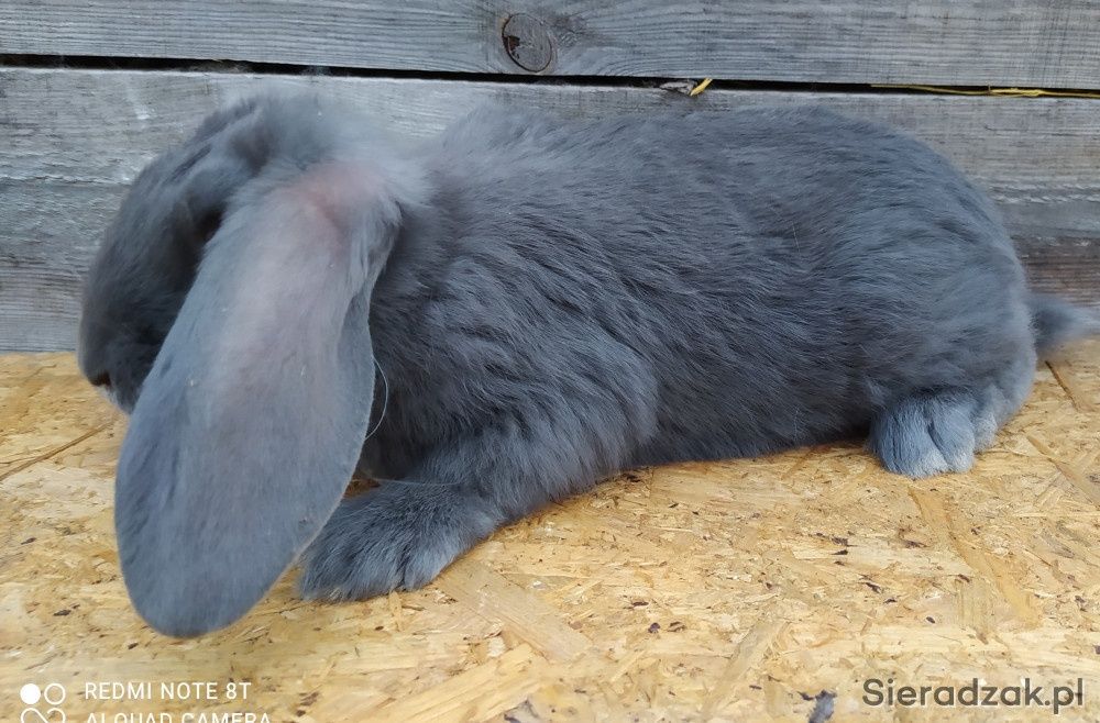 Samce baran francuski niebieski