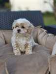 Maltipoo chłopiec